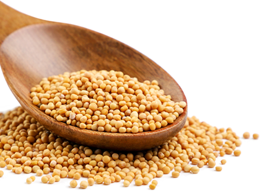 Mustard Grains